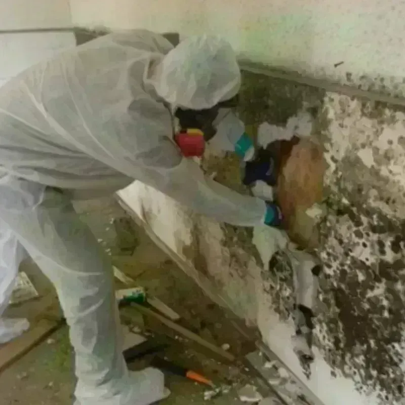 Mold Remediation and Removal in Elmira, NY